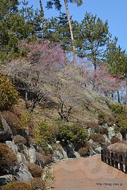 梅はまだ咲き始め - 今年で見納めの吉野梅郷へ