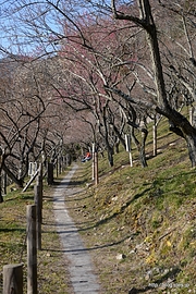 園内は人もまばら - 2014年の木下沢梅林の見頃は来週以降？