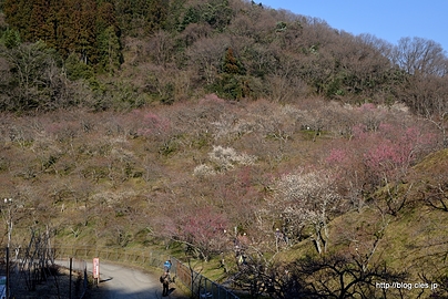 木下沢梅林 全景 - 2014年の木下沢梅林の見頃は来週以降？