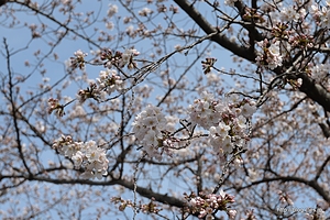 ソメイヨシノはまだ３～５分咲きくらい - 北の丸公園～千鳥ヶ淵の桜並木を歩く
