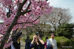 これは河津桜？ - 北の丸公園～千鳥ヶ淵の桜並木を歩く