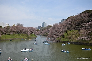 千鳥ヶ淵の様子 - 北の丸公園～千鳥ヶ淵の桜並木を歩く