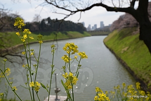 土手には菜の花も - 北の丸公園～千鳥ヶ淵の桜並木を歩く