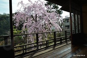 ２階窓からのしだれ桜 - 旧安田楠雄邸のしだれ桜 2014