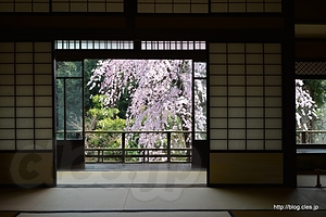 ２階からの眺め - 旧安田楠雄邸のしだれ桜 2014