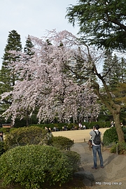 裏手から - 旧古河庭園のしだれ桜