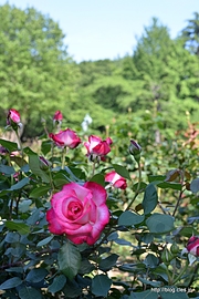 ジュビレ・デュ・プリンス・ドゥ・モナコ - 与野公園のバラ園