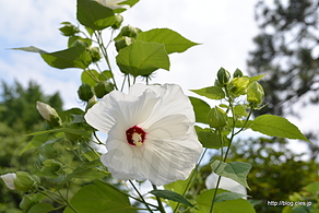 ハイビスカスの花 - 海の日なので、東京海洋大に行ってみた