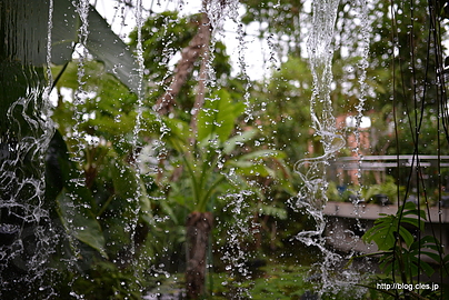 滝の裏 - 夢の島熱帯植物館をゆるりと散策