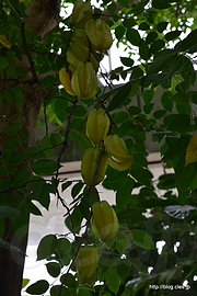 スターフルーツ - 夢の島熱帯植物館をゆるりと散策