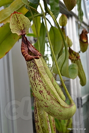 ネペンテス・ダイエリアナ - 夢の島熱帯植物館をゆるりと散策