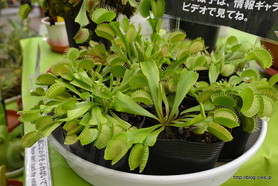 ハエトリソウ - 夢の島熱帯植物館をゆるりと散策