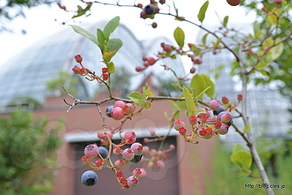 ブルーベリー - 夢の島熱帯植物館をゆるりと散策