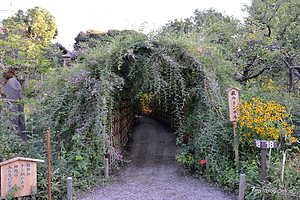 萩のトンネル - 向島百花園の萩のトンネル