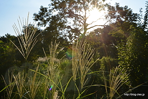 ススキ - 向島百花園の萩のトンネル