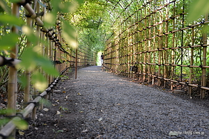 萩のトンネル内部 - 向島百花園の萩のトンネル