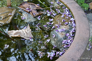 葛の花びら - 向島百花園の萩のトンネル