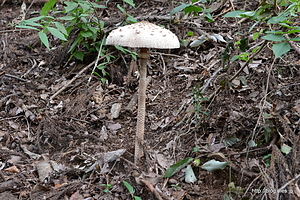 カラカサタケ？ - 高尾山から相模湖へ（城山茶屋～善勝寺）