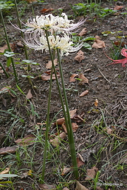 アルビノの曼珠沙華 - 巾着田の500万本の曼珠沙華