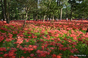 遅咲き地点の曼珠沙華 - 巾着田の500万本の曼珠沙華