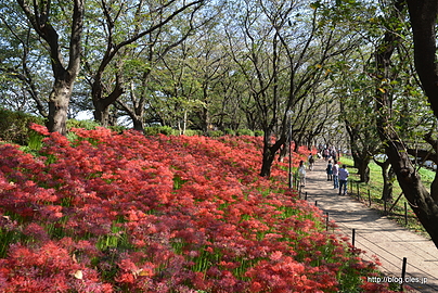 権現堂桜提の曼珠沙華 - 権現堂公園の幸手曼珠沙華まつり 2014