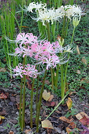 ピンク色の曼珠沙華 - 権現堂公園の幸手曼珠沙華まつり 2014