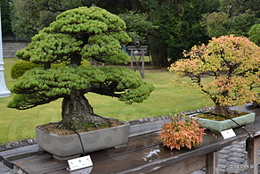 五葉松 - 年に３日間だけの迎賓館の前庭公開 2014