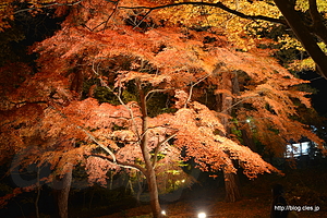 大きな紅葉の木 - 長瀞 月の岩もみじ公園 ライトアップ 2014