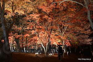 園内の様子 - 長瀞 月の岩もみじ公園 ライトアップ 2014