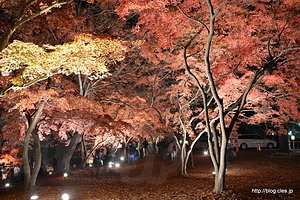 園内の様子 - 長瀞 月の岩もみじ公園 ライトアップ 2014