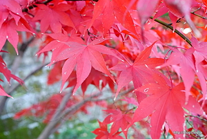 紅葉 - 秋季皇居乾通り一般公開は大混雑