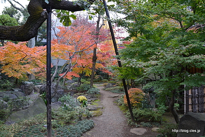 サンルームからの庭の紅葉 - 紅葉の安田楠雄邸
