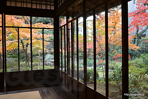 残月の間廊下からの紅葉 - 紅葉の安田楠雄邸