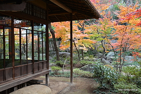 茶の間から残月の間の紅葉 - 紅葉の安田楠雄邸