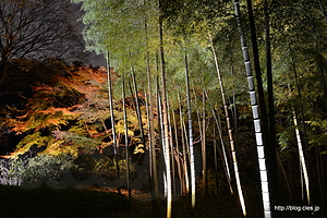 竹林と紅葉 - 六義園 紅葉と大名庭園のライトアップ 2014 にいってきた