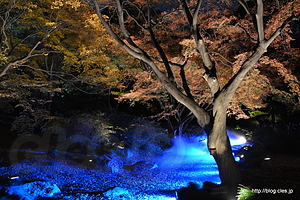 水香江のライトアップ - 六義園 紅葉と大名庭園のライトアップ 2014 にいってきた