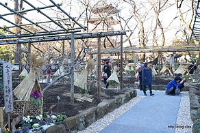 園内の様子 - 上野東照宮の冬ぼたん
