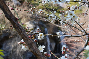 梅見の滝と梅 - 熱海梅園でひとやすみ