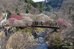 梅園橋からの眺め - 熱海梅園でひとやすみ