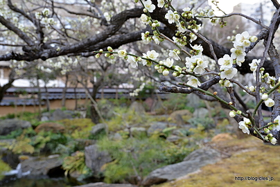 梅園南側の月影梅 - 湯島天神の梅まつり 2015