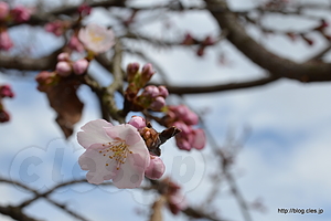 寒桜 - 今泉名水桜公園の寒桜