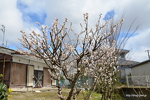 白梅 - 小藤川湧水と梅の花