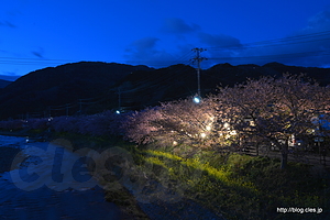 豊泉橋から（日が暮れた直後） - 河津桜まつり 2015 の夜桜 