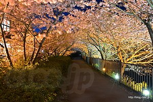 桜並木 - 河津桜まつり 2015 の夜桜 