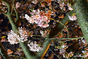 夜桜 - 河津桜まつり 2015 の夜桜 