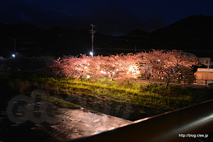豊泉橋から（日が暮れた後） - 河津桜まつり 2015 の夜桜 