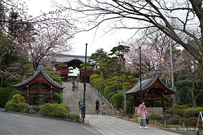 不老門 - 桜咲く護国寺