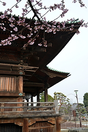 本堂と桜 - 桜咲く護国寺