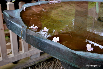 唐銅蓮葉形手洗水盤と桜 - 桜咲く護国寺