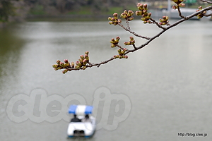 ソメイヨシノ - 千鳥ヶ淵のソメイヨシノは来週以降？